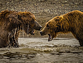 Coastal Brown Bears (Ursus arctos horribilis) spar while fishing for salmon in tidal pool, mudflats at low tide in Hallo Bay, Katmai National Park and Preserve, Alaska