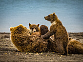 Mutter mit vier säugenden Jungtieren, Grizzlybären (Ursus arctos horribilis) am Hallo Creek, Katmai National Park and Preserve, Alaska