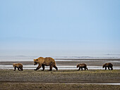 oMutter mit drei säugenden Jungtieren, Grizzlybären (Ursus arctos horribilis) beim Spaziergang über das Watt, Katmai National Park and Preserve, Alaska