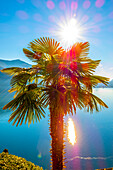 Palm Tree and Lake Lugano with Blue Sky and Mountain in a Sunny Day in Morcote, Ticino in Switzerland.