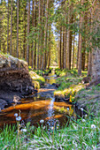 Bach Kleine Ohe in the Bavarian Forest in summer, vertical, Europe, Germany, Bavaria