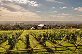 Vineyard, blurred foreground, view of Radebeul, Saxony,Germany