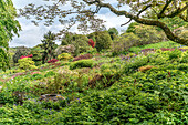 Summer garden at &#39;The Garden House&#39;, Yelverton, Devon, England