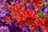 Colorful azalea bushes in the garden of Buckland Abbey, Yelverton, Devon, England