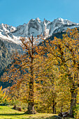 Alter Kastanienwald im Bergell bei Soglio in Herbstfarben, Graubünden, Schweiz