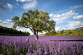 Lavendelfelder in voller Blüte in der Hochebene von Valensole mit altem, allein stehendem Baum, Provence, Frankreich
