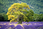 Lavendelfelder in voller Blüte in der Hochebene von Valensole mit altem, allein stehendem Baum, Provence, Frankreich
