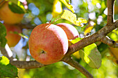 ripe apples on the tree