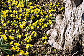 Blühende Winterlinge neben knorrigem Baum, Eranthis hyemalis