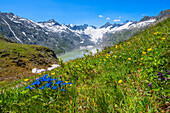 Enzian an der Trübtenlücke mit Oberaarhorn (3638m), Oberaarsee und Oberaargletscher, Berner Oberland, Kanton Bern, Schweiz