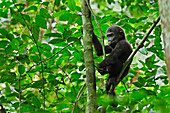 Westlicher Flachlandgorilla (Gorilla) jung im Baum, Nouabale-Ndoki Nationalpark, Republik Kongo, Afrika