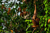 Orang-Utan (Pongo Pygmaeus), Jungtier beim Fressen von Obst, Sepilok Forest Reserve, Sabah, Borneo, Malaysia, Asien