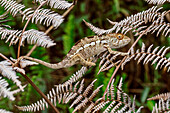 Pantherchamäleon (Chamaeleo Pardalis) juvenile, getarnt, Amber Mountain National Park, Madagaskar, Afrika