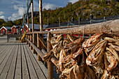 Jetty harbour, red houses, dried fish, Nusfjord, Flakstadoya, Lofoten, Norway