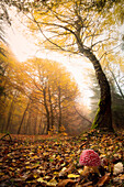 Autumn forest near Heringen, Hesse, Germany