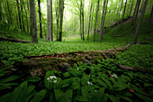 Wild garlic forest near Reichenbach in Hesse, Germany