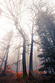 Foggy morning in the woods near Friedewald, Hesse, Germany