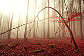 Cloud forest near Frauensee, Thuringia, Germany