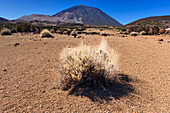 El Teide National Park, behind it the Pico del Teide, 3715m, World Heritage Site, Tenerife, Canary Islands, Spain, Europe