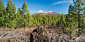 Arena Negras, dahinter Pico del Teide, 3715m und Pico Viejo, 3135m, Nationalpark Teide, Teneriffa, Kanarische Inseln, Spanien, Europa