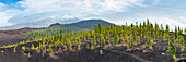 Kanarische Kiefern (Pinus canariensis), Mirador de Chio, Teide-Nationalpark, Teneriffa, Kanaren, Spanien, Europa