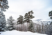 Skigebiet und Erholungsort Bakuriani, Kaukasus im Winter, Georgien