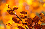 Herbstfärbung von Blättern an einem Zweig im Wechsel von Sonne und Schatten, Lamstedt, Niedersachsen, Deutschland