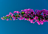 Blüte einer Bougainvillea vor blauem Himmel, Denia, Costa Blanca, Spanien