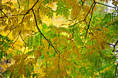 Baum mit Zweigen und buntem Herbstlaub in einem Park, Oldenburg, Niedersachsen, Deutschland