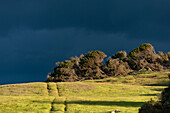 Sträucher und Bäume mit dunklen Wolken im Hintergrund, Tasmanien, Australien