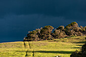 Shrubs and trees with dark clouds in the background, Tasmania, Australia