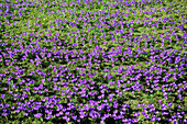 Krokus, ein Blumenmeer mit Krokusse, Bad Honnef, NRW, Deutschland