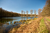 Seenlandschaft im Lohmarer Wald, Lohmar, NRW, Deutschland