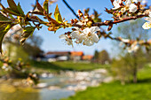 Apple tree blossoms, close-up, Hohenaschau, Chiemgau, Upper Bavaria, Bavaria, Germany