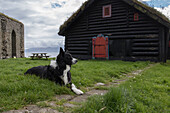 Dog in front of wooden house, border collie. Kirkjubour, Streymoy, Faroe Islands.
