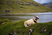 Schaf im Vordergrund. Kleine Hütte am Fjord im Hintergrund. Leitisvatn, Vagar, Färöer.