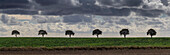 Row of trees on field. Dark clouds. Aakirkeby, Hovedstaden, Bornholm, Denmark.