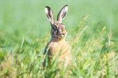 Brown hare looks out of the meadow. Friesland, Lower Saxony.