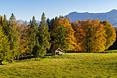 Gorgeous autumn day at the Aidlingerhöhe Aidling, Murnau, Bavaria, Germany, Europe