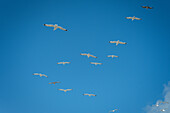 Seagulls in the sky, Borkum, Lower Saxony, Germany