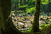 Wildbachklamm Buchberger Leite with moss covered stones, Bavarian Forest, Bavaria, Germany