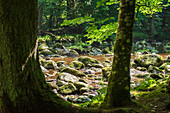 Wildbachklamm Buchberger Leite mit bemosten Steinen, Bayerischer Wald, Bayern, Deutschland