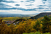 Herbstlich verfärbter Wald und Weinberge, Burrweiler, bei Landau, Pfalz, Pfälzer Wald, Rheinland-Pfalz, Deutschland