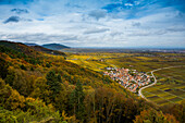 Herbstlich verfärbter Wald und Weinberge, Burrweiler, bei Landau, Pfalz, Pfälzer Wald, Rheinland-Pfalz, Deutschland