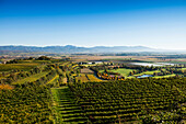 Vineyards in autumn, Tuniberg, near Freiburg im Breisgau, Baden-Württemberg, Germany