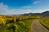Vineyard in autumn, Schoenberg, Freiburg im Breisgau, Black Forest, Baden-Württemberg, Germany