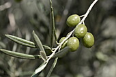 Salonenque Olives, Maussane-les-Alpilles, Bouches-du-Rhone, Provence-Alpes-Côte d'Azur, France