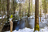 Fischbachau Fairytale Forest, snowy and icy forest pond on the hiking trail of the Fairytale Forest Tour near Fischbachau, Upper Bavaria, Germany