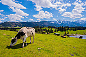 Cows in the pasture, Hegratsrieder See, Alps, near Fuessen, Ostallgäu, Allgäu, Bavaria, Germany, Europe