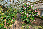 Camellia flower show in the greenhouses of the Landschloss Pirna Zuschendorf in Saxony, Germany